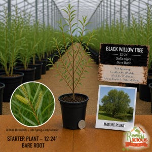 May include: A young black willow tree in a black pot, approximately 12-24 inches tall. The image includes a close-up of the plant's bloom and a photo of a mature tree. Text on the sign reads "Black Willow Tree" and "Starter Plant".