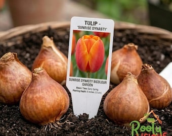 Bulbos de tulipán Sunrise Dynasty, Tulipa bicolor naranja y rosa para plantar en otoño, perenne.