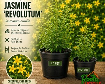 May include: Two Yellow Jasmine 'Revolutum' plants in black plastic pots, one labeled 4 inch and one 2.5 inch. The text reads Yellow Jasmine 'Revolutum', Jasminum humile, Sweetly Fragrant Blooms All Season, Full Sun to Part Shade, Perfect for Trellises, Fences & Arbors, and Cheerful, Evergreen Yellow Jasmine.