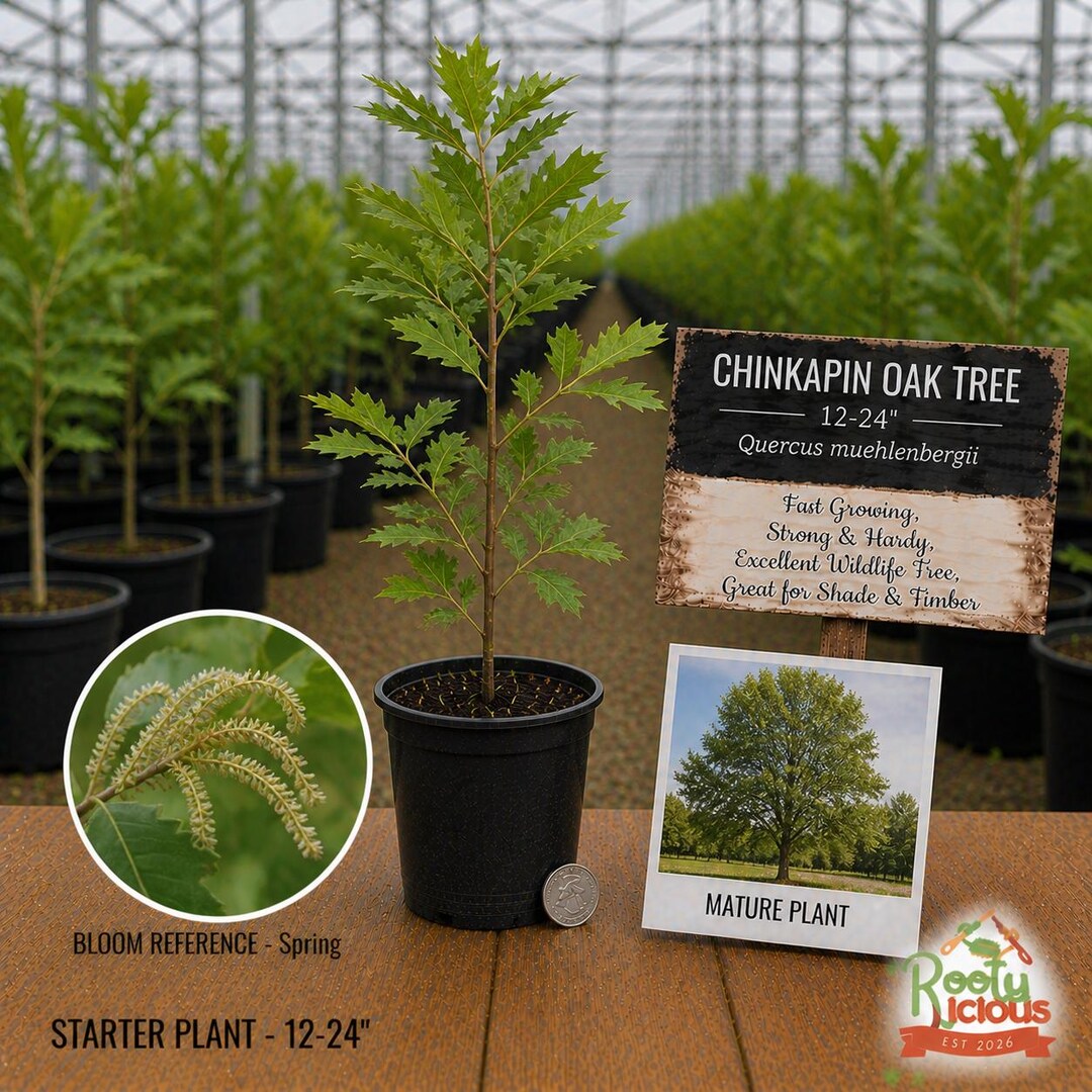 Chinkapin Oak Tree - Quercus Muehlenbergii - 12-24" Live Bare Root ...
