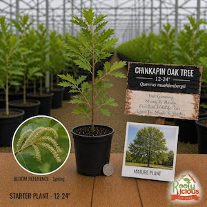 May include: A young Chinkapin Oak Tree, 12-24 inches tall, in a black pot. The image includes a close-up of the spring bloom, a mature plant photo, and a sign with details about the tree, including "Fast Growing" and "Excellent Wildlife Tree."