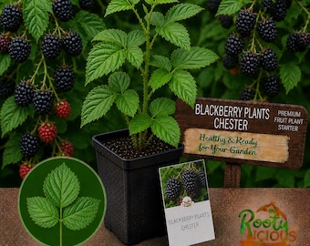 Chester Thornless Blackberry - Live Starter Plug - High-Yield - Sweet & Heavy Producer