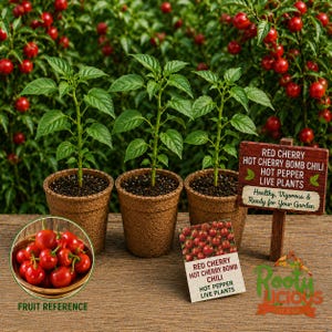May include: Three young Red Cherry Hot Cherry Bomb Chili pepper plants in brown pots, with a wooden sign that reads "Red Cherry Hot Cherry Bomb Chili Hot Pepper Live Plants". A bowl of red cherry peppers is shown.