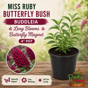 May include: A Miss Ruby Butterfly Bush Buddleia plant in a 4-inch black plastic pot. The image features text including Miss Ruby Butterfly Bush, Buddleia, Long Blooms, Butterfly Magnet, and icons for butterfly, flower, and sun with text labels.