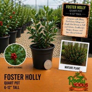 May include: A Foster Holly plant in a black quart pot, 6-12 inches tall, with glossy dark green leaves. A sign displays the text Foster Holly, Quart Pot, 6-12 inch tall, and a photo of a mature plant. A circular coin is placed beside the pot.
