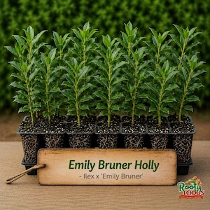 May include: A tray of young Emily Bruner Holly plants with vibrant green leaves. The plants are in individual black containers, with a wooden sign that reads "Emily Bruner Holly - Ilex x 'Emily Bruner'". The background is a blurred green.