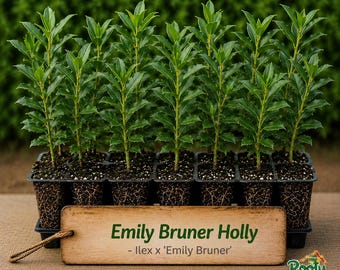 Emily Bruner Holly – Stately Evergreen Privacy Screen Plant Plug
