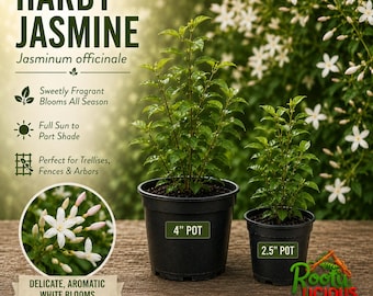 May include: Hardy Jasmine Jasminum officinale plant in black plastic pots labeled 4 inch and 2.5 inch. The image features text describing fragrant blooms, sun requirements, and trellis use, alongside a circular inset showing white flowers.