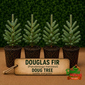 May include: Four small Douglas Fir evergreen trees in dark brown pots with visible root systems. A rectangular wooden tag in front reads: DOUGLAS FIR (Pseudotsuga menziesii) DOUG TREE conifer evergreen. A small orange and green logo says Rooty Licious EST 2026.
