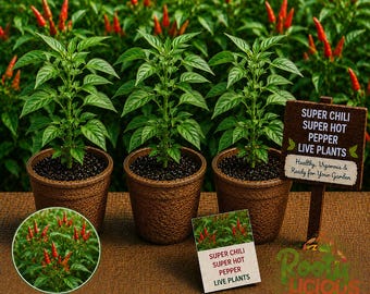 Super Chili Pepper - 3 Live Plants (75+ Days Old) - High-Yield Ornamental & Spicy