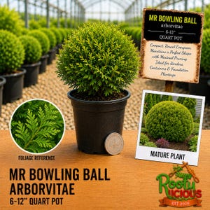 May include: A Mr. Bowling Ball arborvitae plant in a black plastic quart pot. The plant is a compact, round evergreen with green foliage. A sign displays the text 'MR BOWLING BALL arborvitae 6-12" QUART POT' and a mature plant photo.