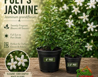 Poets Jasmine Live Plant Jasminum Grandiflorum Sweet Fragrant Starter Pot Size