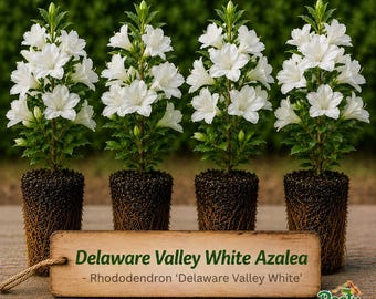 Delaware Valley White Azalea - Rhododendron - Live Starter Plug - Classic Pure White Blooms