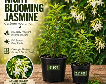 May include: Two Night Blooming Jasmine plants in black plastic pots, one labeled 4 inch and one 2.5 inch. Text includes Night Blooming Jasmine, Cestrum nocturnum, Intensely Fragrant Blooms at Night, Full Sun to Part Shade, and Sweetly Fragrant White Flowers That Bloom at Night.