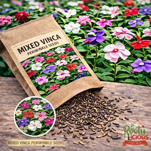 White Vinca Plant - Etsy