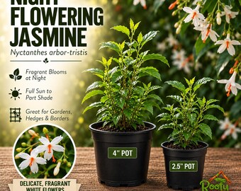 May include: Two Night-Flowering Jasmine plants in black plastic pots, one labeled 4 inch and one 2.5 inch. The image includes text about the plant, fragrant blooms, and sun requirements, with a circular inset showing white flowers.