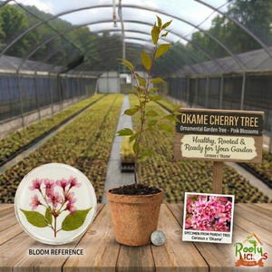 Okame Flowering Cherry Tree Live Plant Pink Spring Blooms Ornamental Deciduous Garden Sapling
