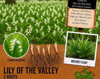 May include: Five Lily of the Valley roots with visible brown root systems. The image includes text labels: LILY OF THE VALLEY, 5 ROOTS, May Lily May Bells (Convallaria majalis), FLOWER REFERENCE, and MATURE PLANT, alongside a sign with descriptive text.
