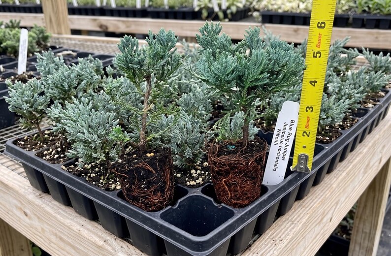 Blue Rug Juniper Shrub | Juniperus Horizontalis 'wiltonii' | Starter ...