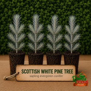 May include: Four Scottish White Pine tree saplings with silvery-green needles, each planted in a dark brown mesh pot. A rectangular wooden tag in the foreground features the text: SCOTTISH WHITE PINE TREE, sapling evergreen conifer.