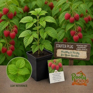 May include: A Heritage Red raspberry plant in a black pot, surrounded by lush green foliage and ripe red raspberries. A sign reads "Healthy & Ready for Your Garden." The plant is 3-4 inches tall.