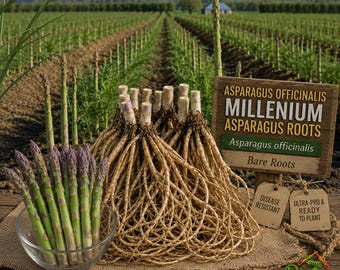 Millennium Asparagus - Asparagus Officinalis - 2-Year Old Live Crowns - High-Performance Perennial