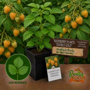 Może przedstawiać: Roślina maliny w doniczce z żywymi zielonymi liśćmi i kiściami złotoż&oacute;łtych jag&oacute;d. Znak głosi "Raspberry Plants 'Double Gold' Healthy & Ready for Your Garden." Widoczny jest r&oacute;wnież grafika odniesienia do liści i mała karta.
