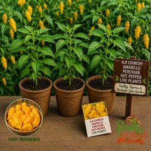 May include: Three Aji Chinchi Amarillo Peruvian hot pepper live plants in brown pots. A small wooden sign reads "Healthy, Vigorous & Ready for Your Garden." A bowl of yellow peppers and a seed packet are also shown.