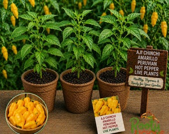 Aji Chinchi Amarillo - 3 Live Plants (75+ Days Old) - Authentic Peruvian Spice