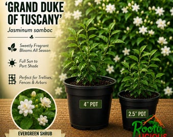 May include: Two Jasmine Grand Duke of Tuscany Jasminum sambac plants in black plastic pots, one labeled 4 inch and one 2.5 inch. The image includes text about fragrant blooms, sun requirements, and a circular inset showing white flowers.