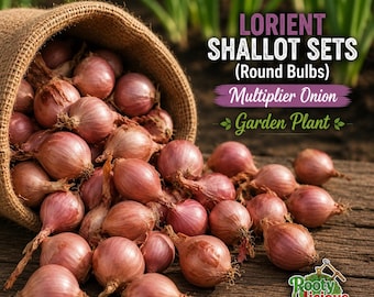 Lorient French Shallot Sets - Traditional Round Type - Multiplier Onion - Non-GMO Garden Bulbs