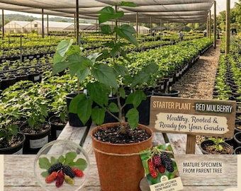 Red Mulberry Tree Morus Rubra, Native Fruit Bearing Seedling, 12-24" Tall Live Plant