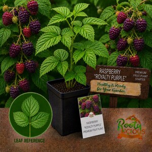 May include: A raspberry plant in a black pot, surrounded by ripe, dark purple raspberries. The sign reads "Raspberry Royalty Purple, Healthy & Ready for Your Garden." A leaf reference graphic and a plant starter label are also visible.