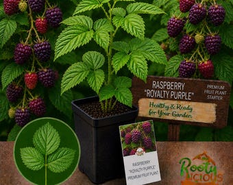Royalty Purple Raspberry - Live Starter Plug - Rare Gourmet Hybrid - Massive Yields