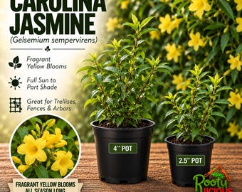 May include: Carolina Jasmine (Gelsemium sempervirens) plant in black plastic pots labeled 4 inch and 2.5 inch. The image features text describing fragrant yellow blooms, full sun to part shade requirements, and use for trellises, fences, and arbors.