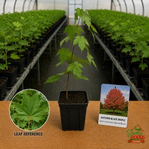 May include: A young Autumn Blaze Maple tree in a black plastic nursery pot. The plant has a thin brown stem and green leaves. A circular inset shows a close-up of a green leaf. A rectangular tag displays a mature tree with red foliage.