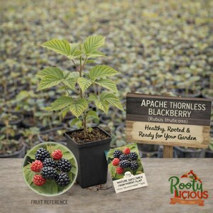 May include: An Apache Thornless Blackberry plant in a black plastic pot with a wooden sign reading Apache Thornless Blackberry Rubus fruticosus Healthy, Rooted & Ready for Your Garden and a fruit reference card showing ripe berries.