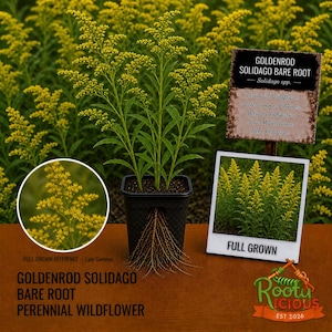 May include: A potted goldenrod plant with yellow flowers and green leaves. The plant is labeled "GOLDENROD SOLIDAGO BARE ROOT PERENNIAL WILDFLOWER." A sign indicates it attracts pollinators and blooms in late summer. A smaller image shows the plant when full grown.
