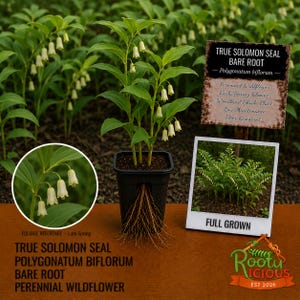May include: A potted True Solomon Seal plant with green leaves and small, white, bell-shaped flowers. The plant is labeled as a perennial wildflower, early spring bloomer, and woodland shade plant. A photo shows the plant when full grown.