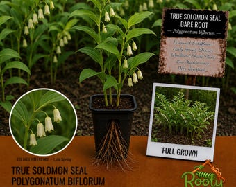 True Solomon's Seal - Polygonatum Biflorum - Live Bare Root - Graceful Woodland Perennial
