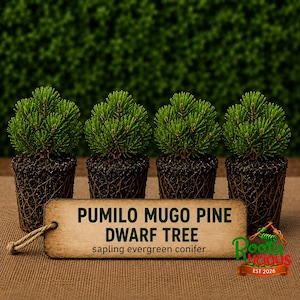 May include: Four small Pumilo Mugo Pine dwarf tree saplings with exposed root balls. A rectangular wooden tag in front displays the text: PUMILO MUGO PINE DWARF TREE sapling evergreen conifer. A small logo with the text Rooty Licious EST 2026 is visible.