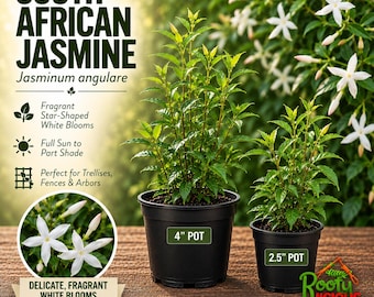 May include: Two South African Jasmine plants in black plastic pots, one labeled 4 inch and one 2.5 inch. The text reads South African Jasmine Jasminum angulare, Fragrant Star-Shaped White Blooms, Full Sun to Part Shade, and Perfect for Trellises, Fences & Arbors.
