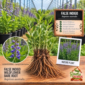 Pode incluir: Uma planta de raiz nua False Indigo Baptisia australis com caules e folhas verdes, apresentando um grande sistema radicular fibroso. Inclui uma placa com o rótulo FALSE INDIGO Baptisia australis, uma inserção circular mostrando flores azul-violeta e uma foto de uma planta madura.