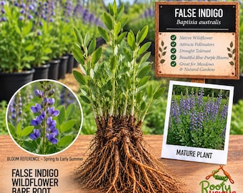 May include: A bare root False Indigo Baptisia australis plant with green stems and leaves, featuring a large, fibrous root system. Includes a sign labeled FALSE INDIGO Baptisia australis, a circular inset showing blue-purple flowers, and a photo of a mature plant.