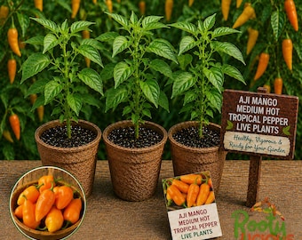 Aji Mango Hot Pepper - 3 Live Plants (75+ Days Old) - Tropical Fruity Heat