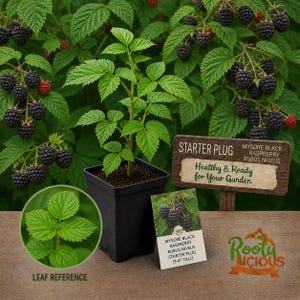 May include: A Mysore Black Raspberry starter plug in a black square pot, with green leaves and ripe black berries in the background. A sign reads "Healthy & Ready for Your Garden". A leaf reference is shown.