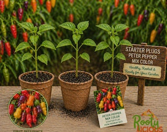 Peter Pepper Live Plants - 3 Pack Starter Plugs - 75+ Days Old - Rare Heirloom Chili