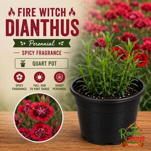 Fire Witch Dianthus Live Perennial Spicy Fragrance Quart Pot Groundcover