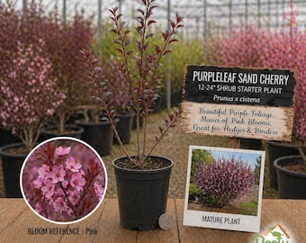 Purpleleaf Sand Cherry - Prunus x Cistena - 12-24" Live Shrub Starter Plant