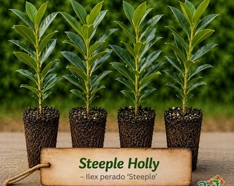 Steeple Holly - Ilex Perado - Live Starter Plug - Sleek Vertical Evergreen Privacy